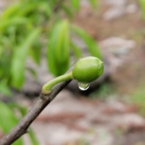 蜂糖李清甜脱核