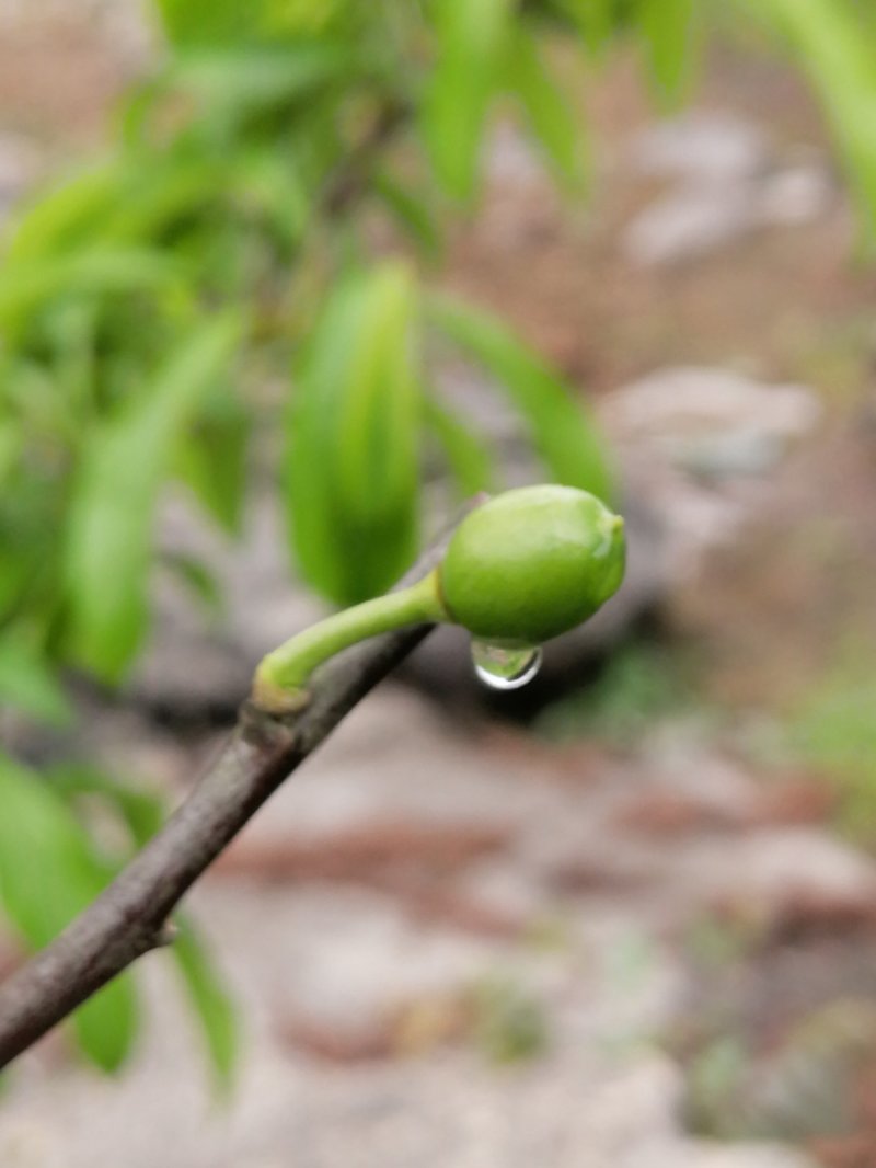 蜂糖李清甜脱核