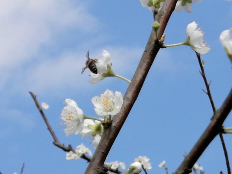 蜂糖李清甜脱核