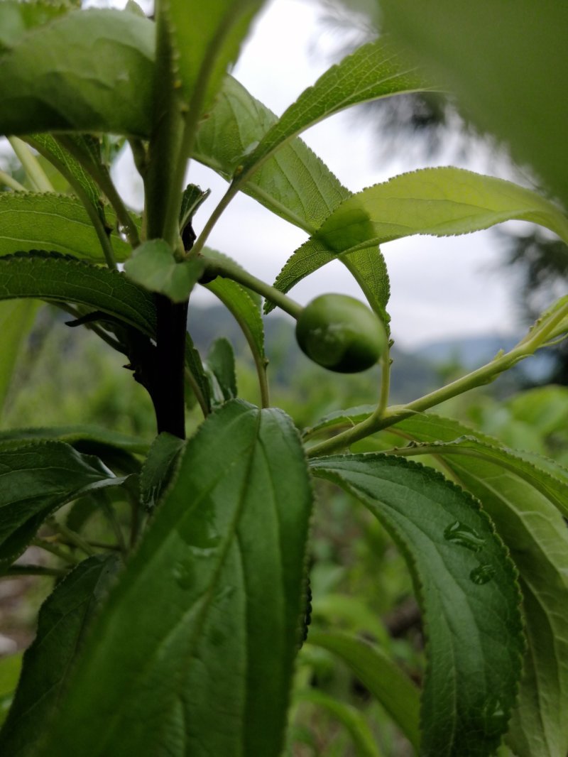 蜂糖李清甜脱核