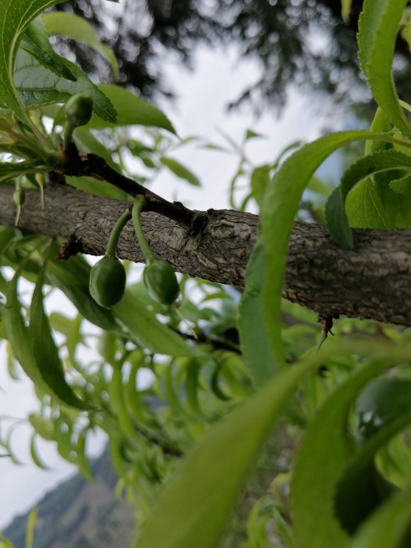 蜂糖李清甜脱核