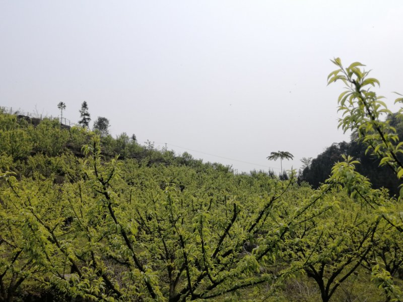 蜂糖李清甜脱核