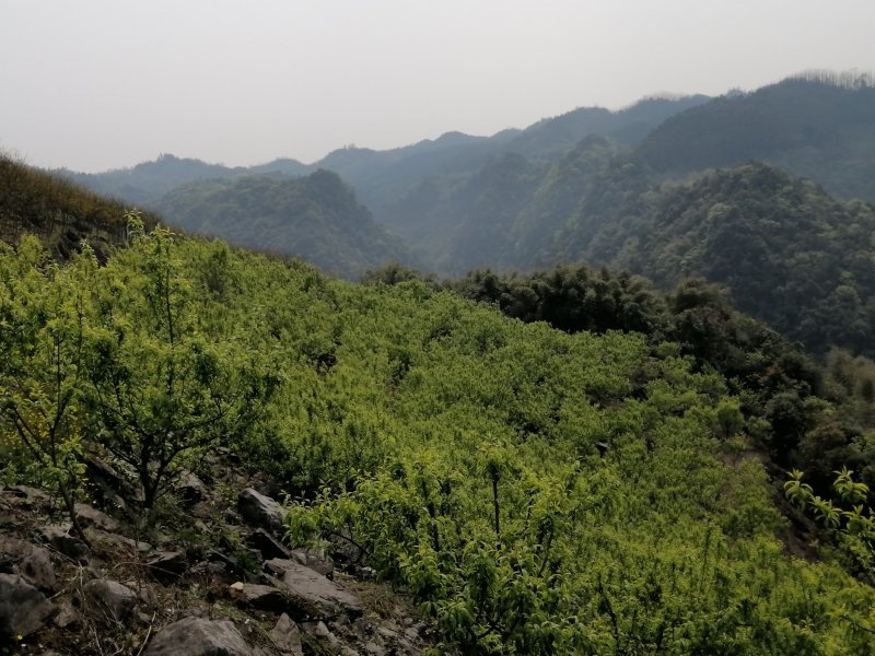 蜂糖李清甜脱核