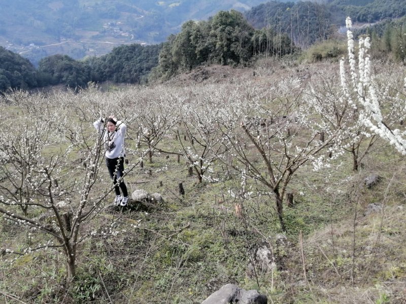 蜂糖李清甜脱核