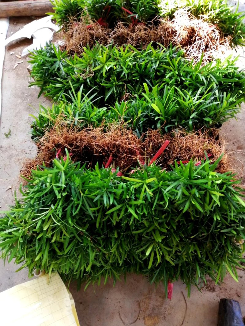 罗汉松盆栽花卉室内观叶植物四季常青绿植