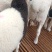 黑头杜泊头胎怀孕母羊价格34个月价格