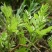 广西三江野生藤茶明前茶叶霉茶谷雨茶500克包邮