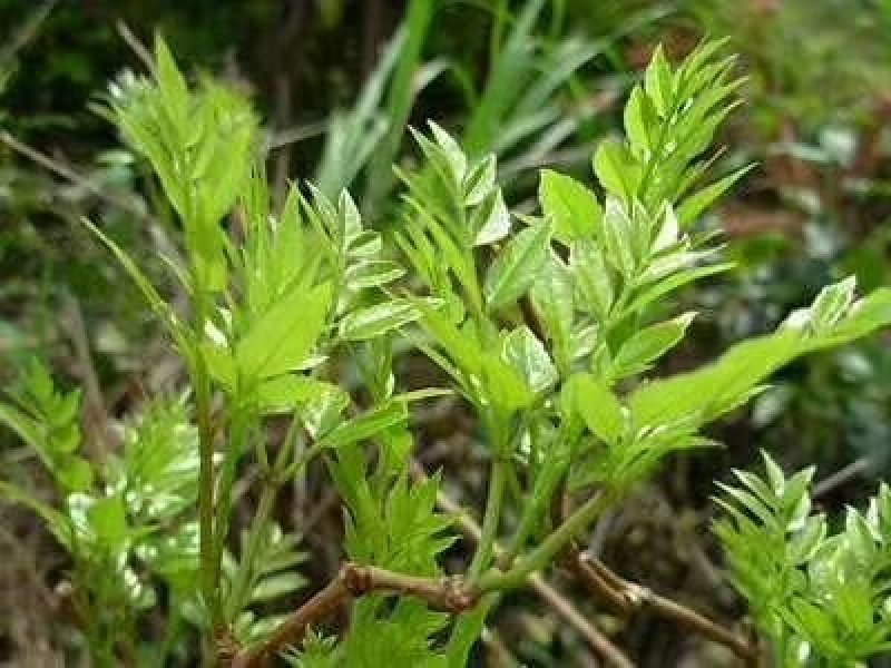 广西三江野生藤茶明前茶叶霉茶谷雨茶500克包邮