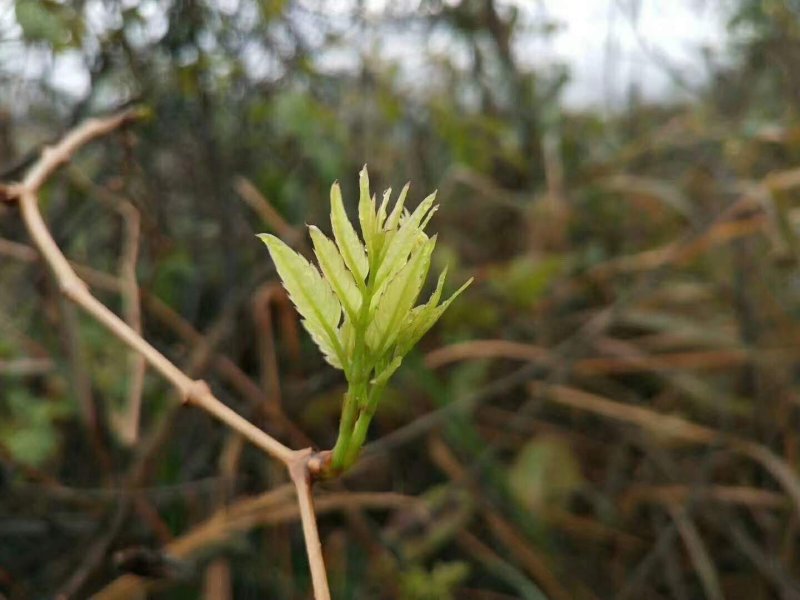 广西三江野生藤茶明前茶叶霉茶谷雨茶500克包邮