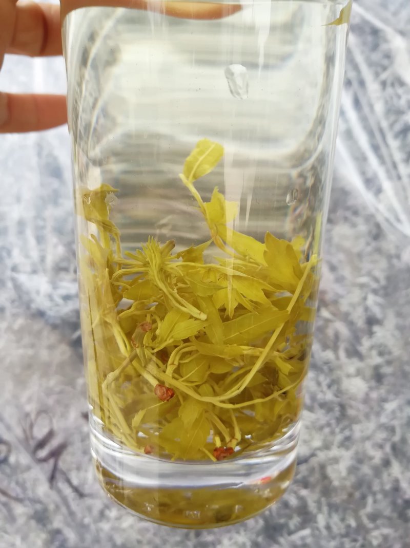 广西三江野生藤茶明前茶叶霉茶谷雨茶500克包邮