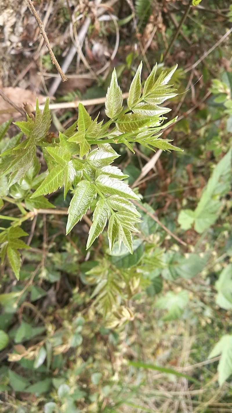 广西三江野生藤茶明前茶叶霉茶谷雨茶500克包邮
