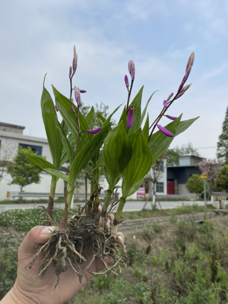 [荐]紫花白芨仔育苗，自产自销品质优质产量高