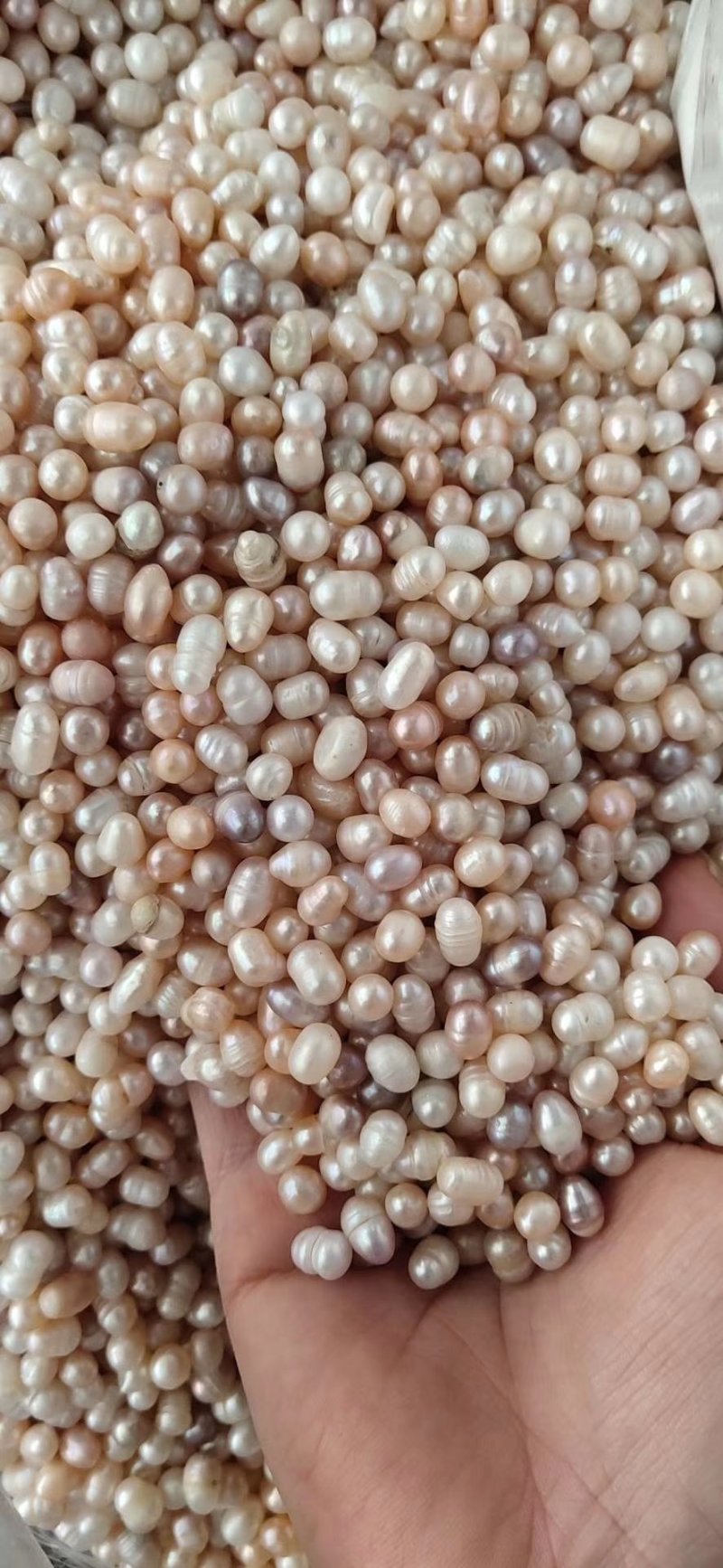 珍珠天然淡水散珠原色中药材药用珍珠打粉黑龙江安徽产地批发