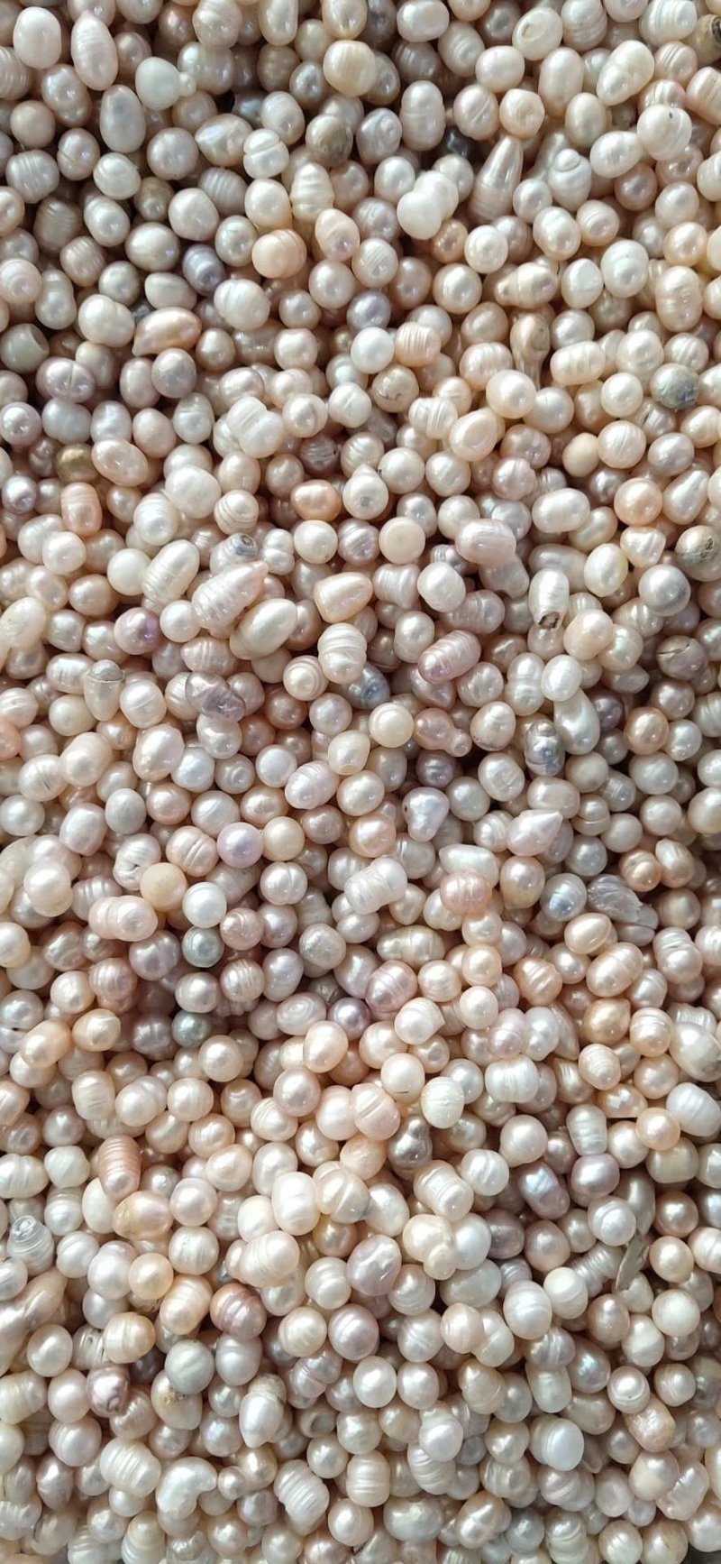 珍珠天然淡水散珠原色中药材药用珍珠打粉黑龙江安徽产地批发