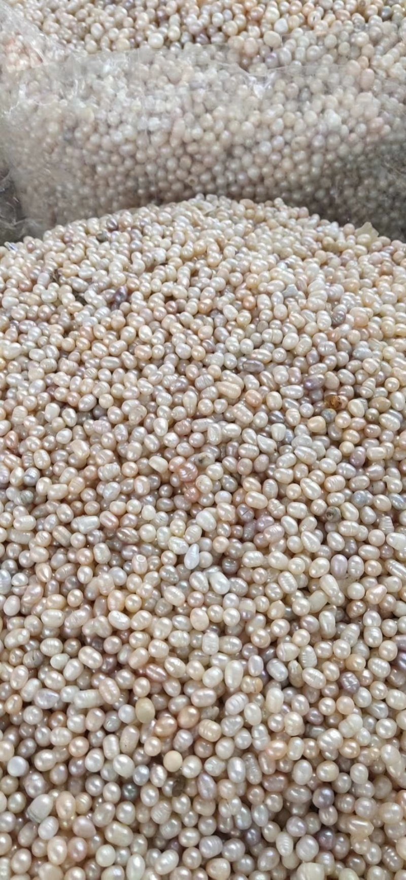 珍珠天然淡水散珠原色中药材药用珍珠打粉黑龙江安徽产地批发