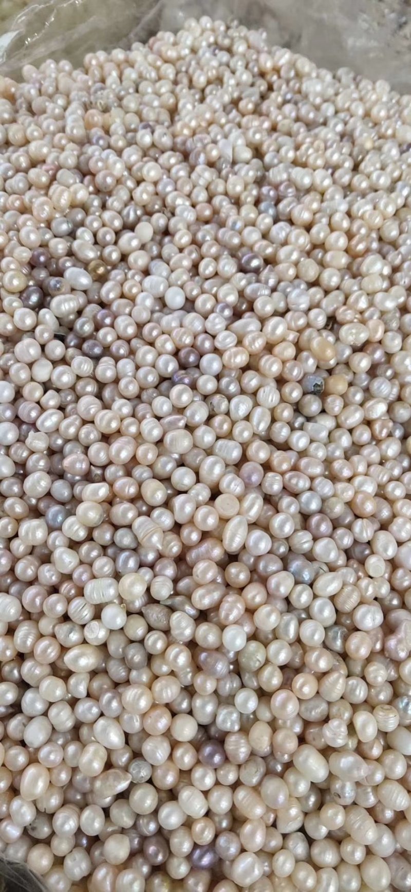 珍珠天然淡水散珠原色中药材药用珍珠打粉黑龙江安徽产地批发