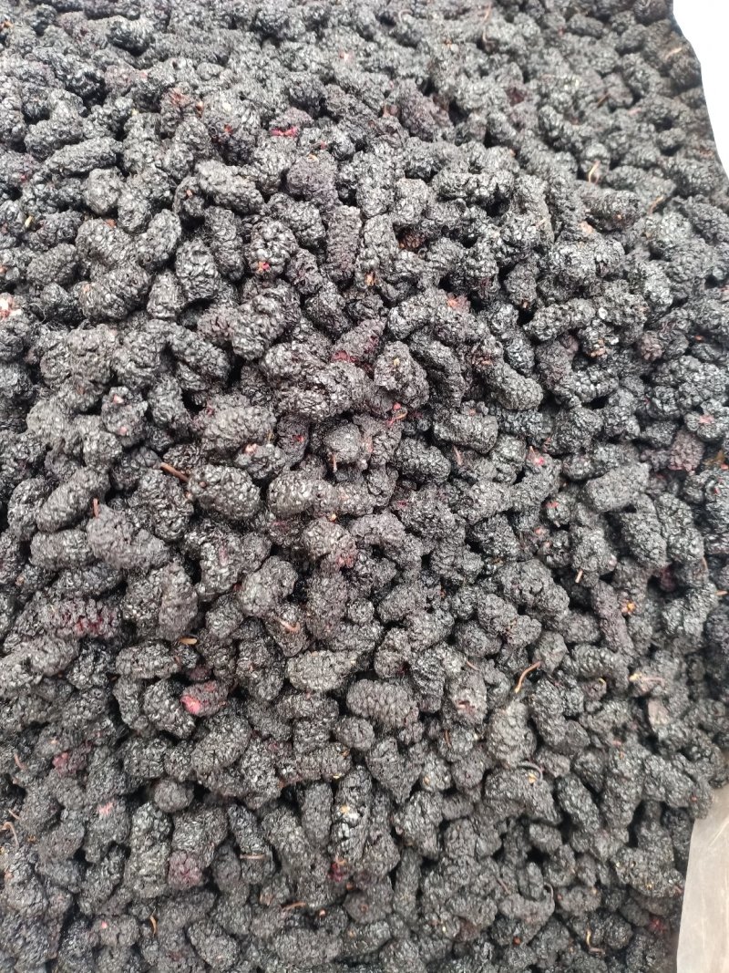 黑桑葚干一手货源，产地直销！大货批发价优