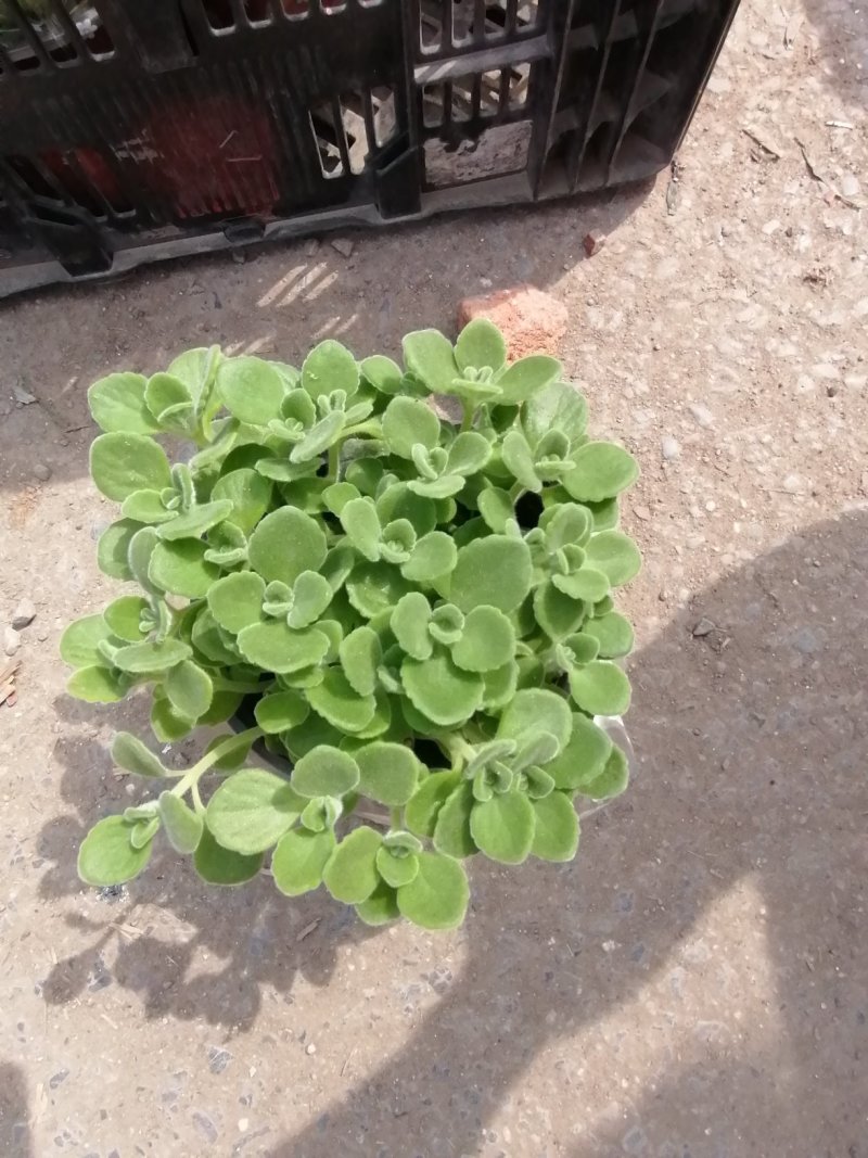精品碰碰香，青州基地直发