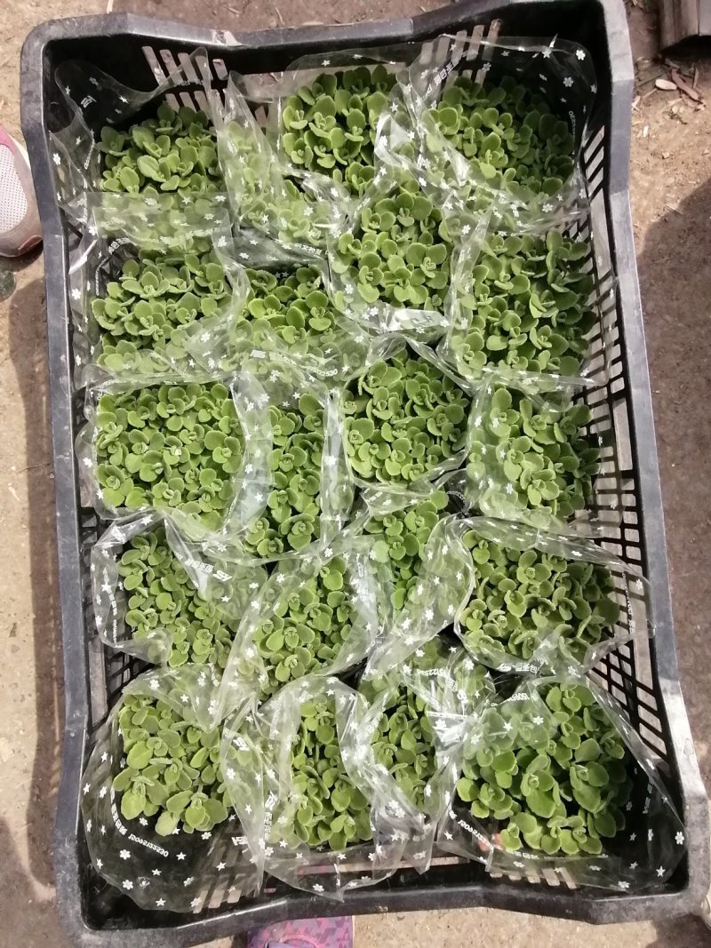 精品碰碰香，青州基地直发