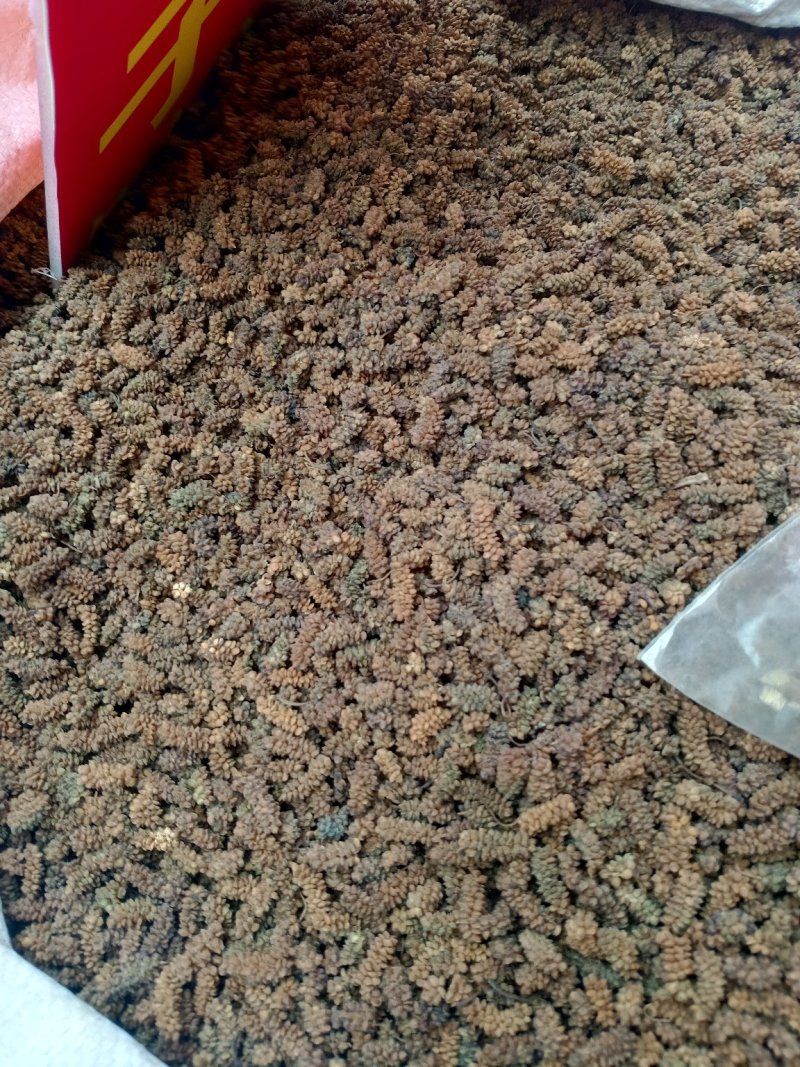 黑桑葚干一手货源，产地直销！大货批发价优