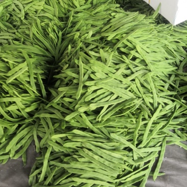 通货扁豆，扁青芸豆大量上市扁豆