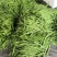 通货扁豆，扁青芸豆大量上市扁豆
