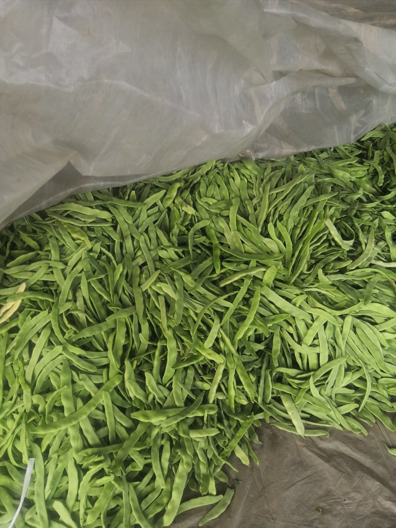 扁青芸豆，好通货，色绿荚长