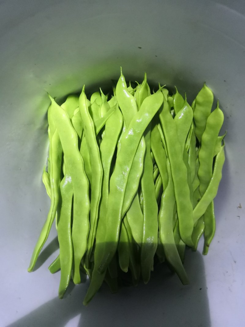 扁青芸豆，好通货，色绿荚长