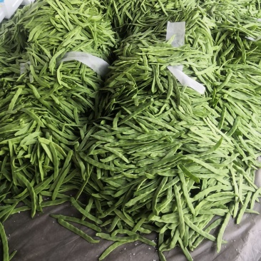 扁青芸豆，好通货，色绿荚长