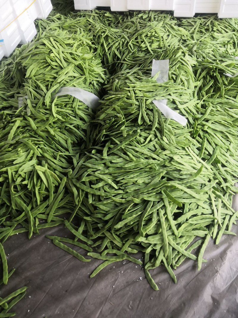 扁青芸豆，好通货，色绿荚长