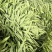 扁青芸豆，好通货，色绿荚长