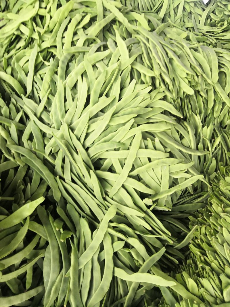 扁青芸豆，好通货，色绿荚长