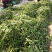 扁青芸豆，好通货，色绿荚长