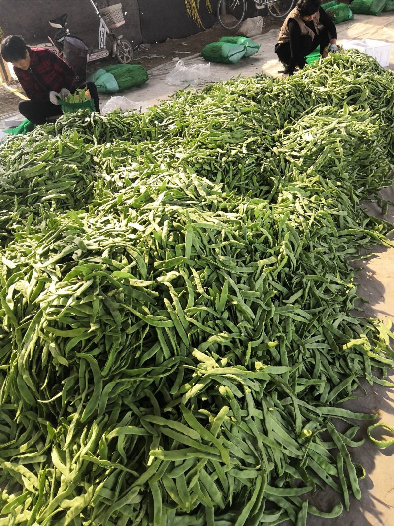 扁青芸豆，好通货，色绿荚长
