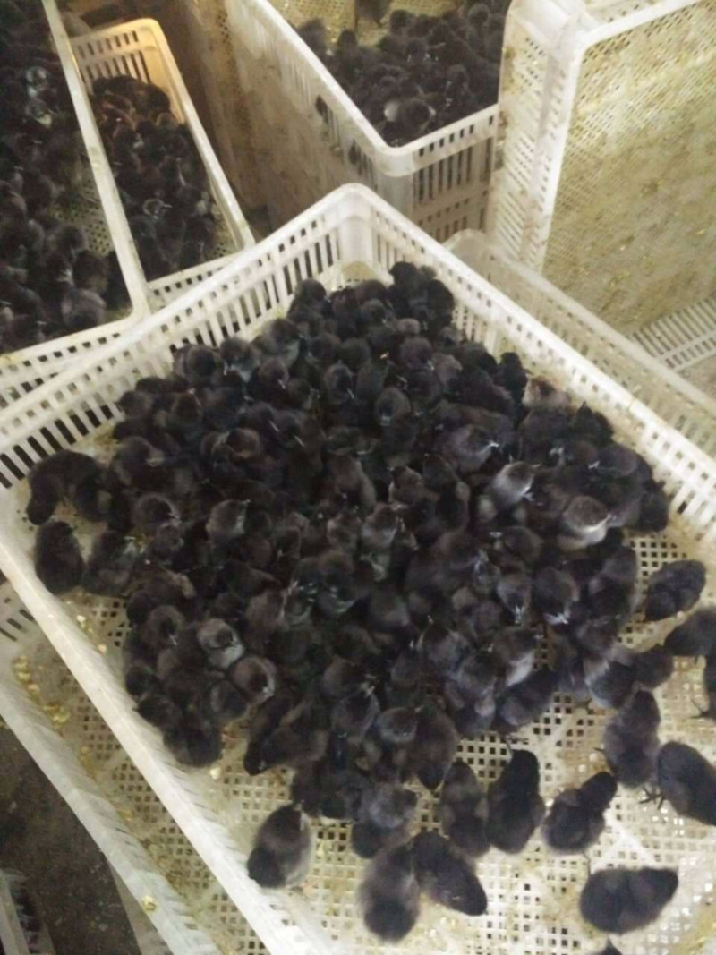 五黑鸡苗（五黑一绿鸡苗）包质量/包疫苗/量大从优