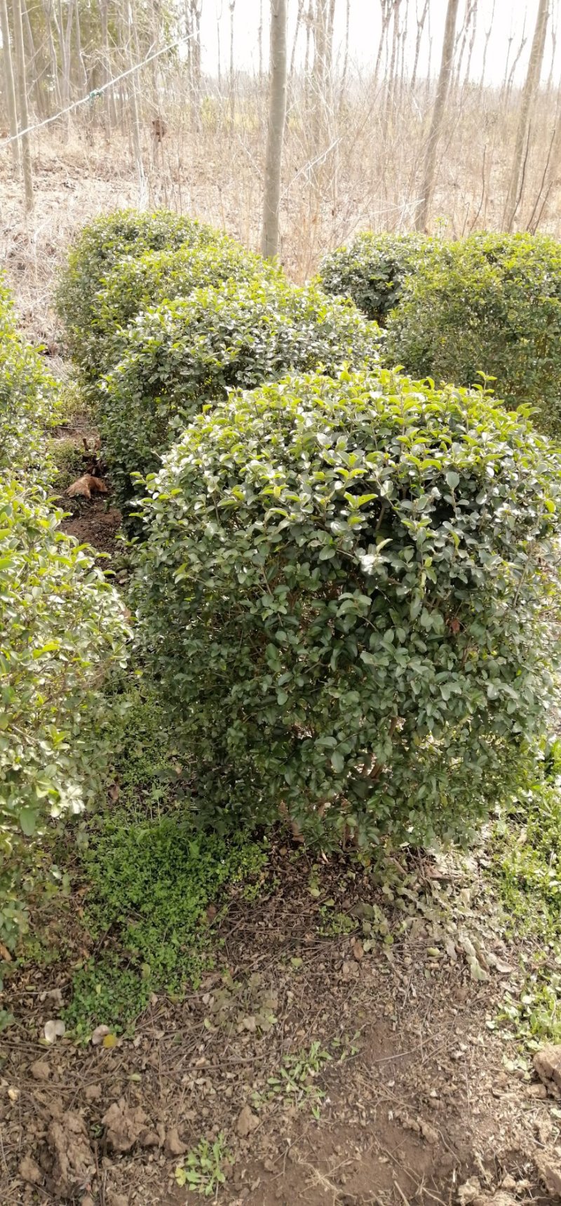 小叶女贞球，红叶石楠球，金叶女贞球