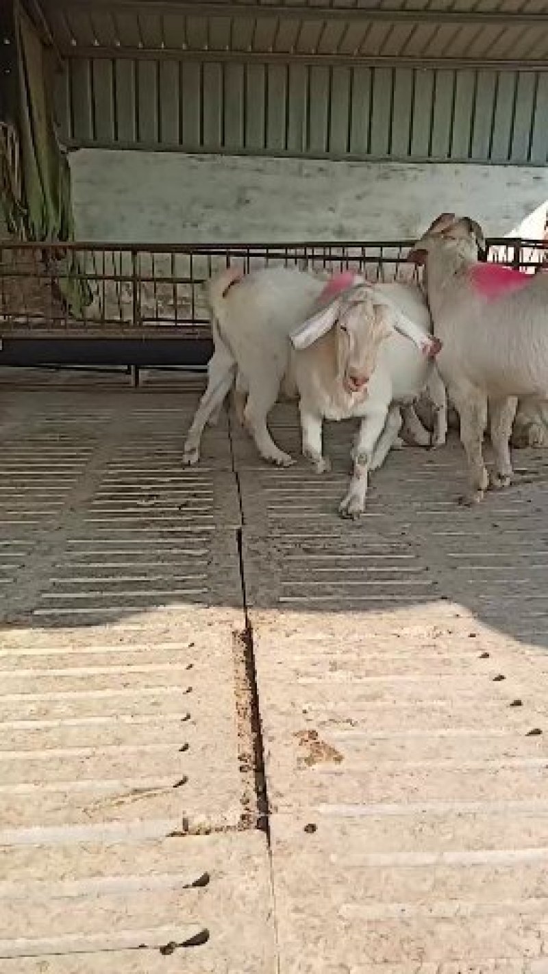 种羊二胎怀孕带羔母羊羊羔子价格