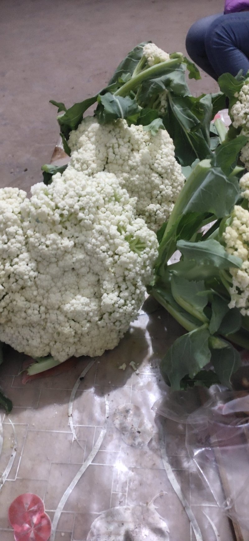 甘蓝菜花苤蓝