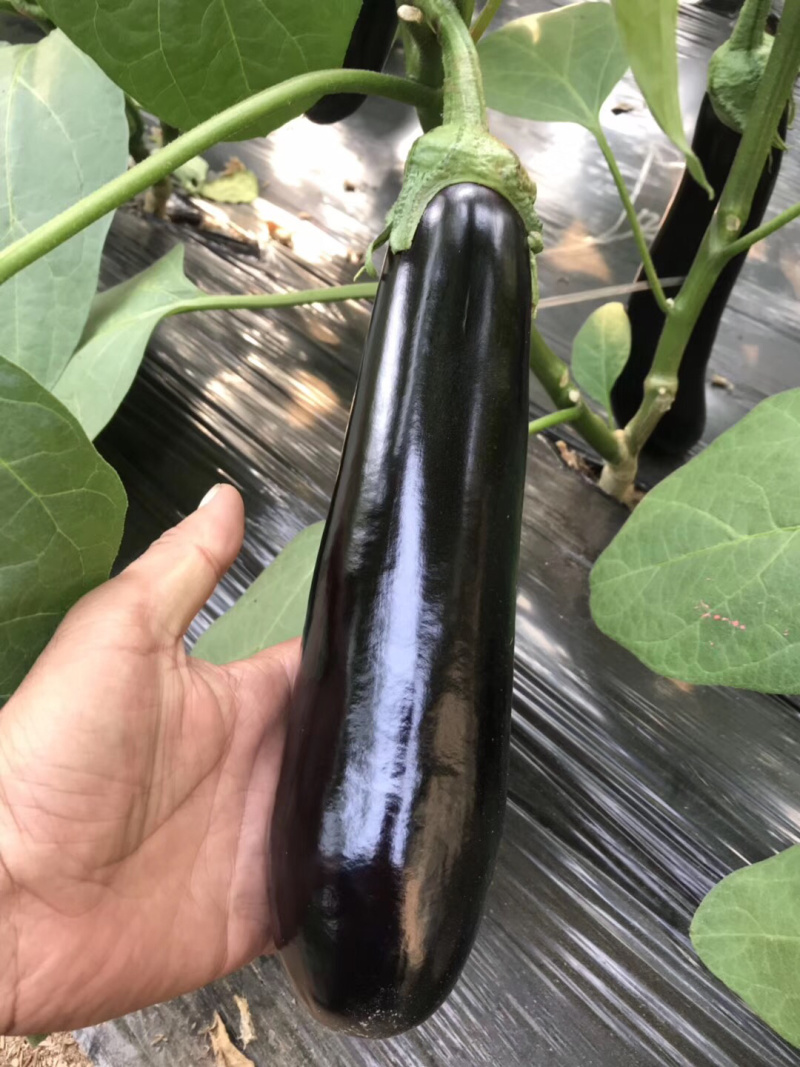 紫萼、绿萼茄子、种苗基地直发量大从优高成活高产量放心苗