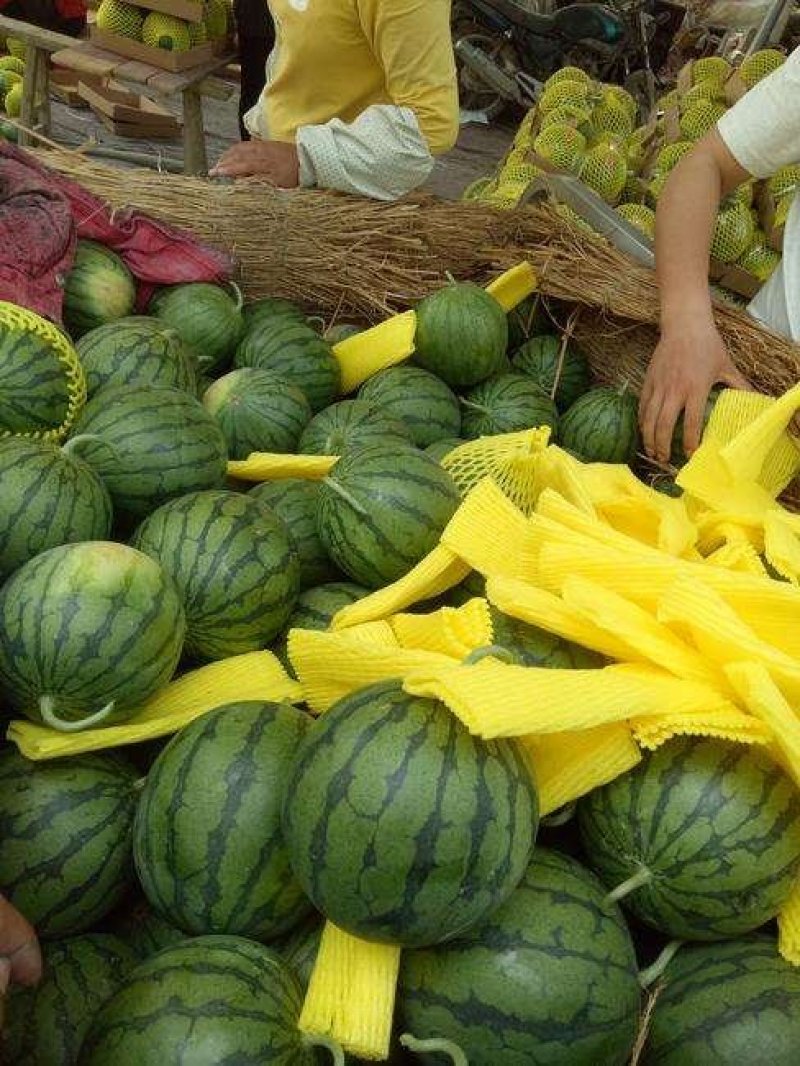 大荔县大棚直播苗地爬特小凤西瓜陕西基地发量大从优