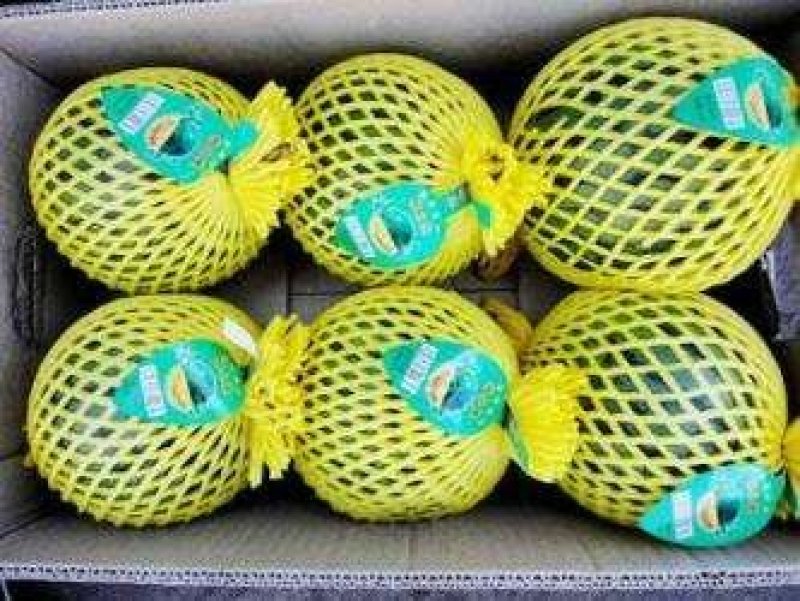 大荔县大棚直播苗地爬特小凤西瓜陕西基地发量大从优