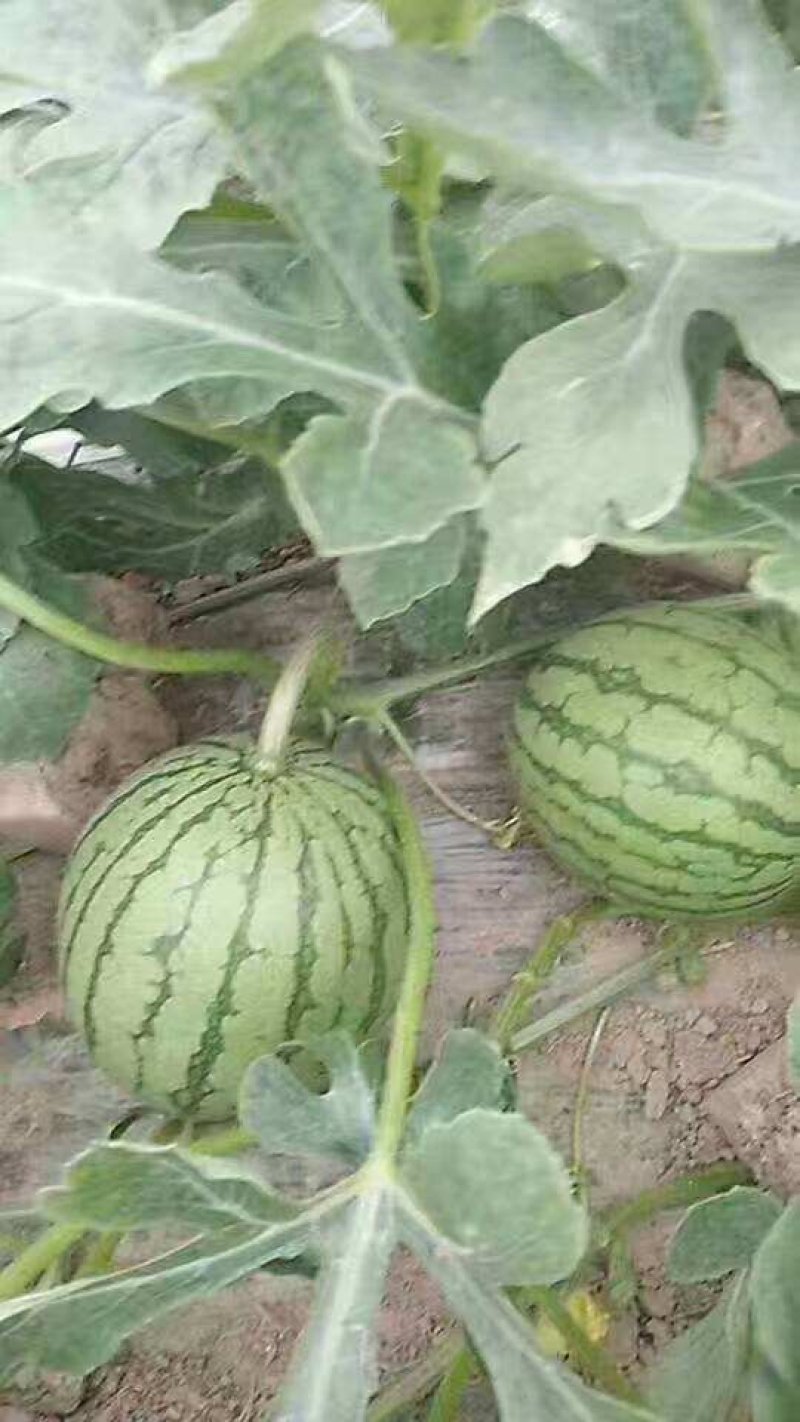 大荔县大棚直播苗地爬特小凤西瓜陕西基地发量大从优