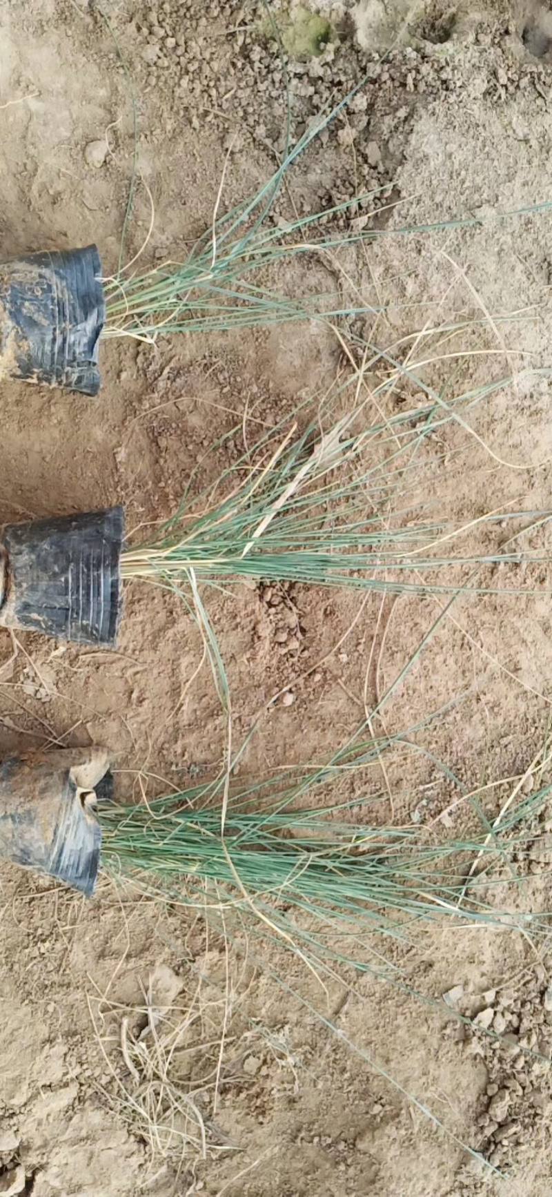粉黛乱子草基地直供质优价廉欢迎实地考察
