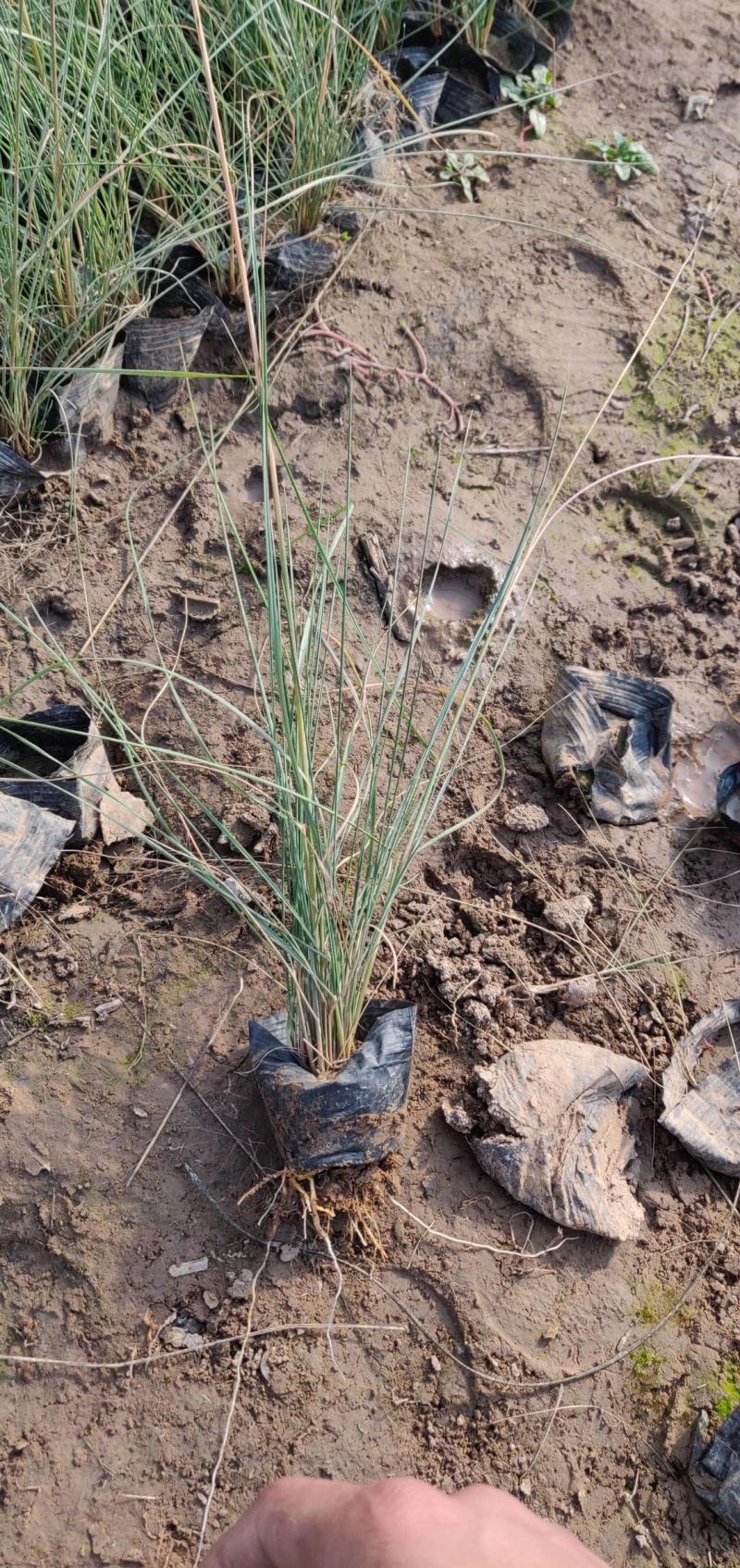 粉黛乱子草基地直供质优价廉欢迎实地考察