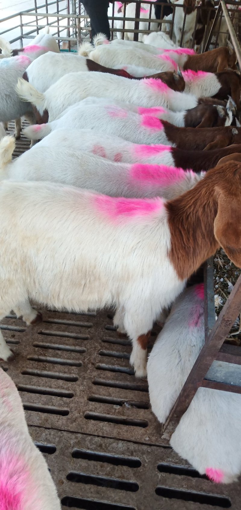 种羊波尔山羊种公羊价格89个月种公价格