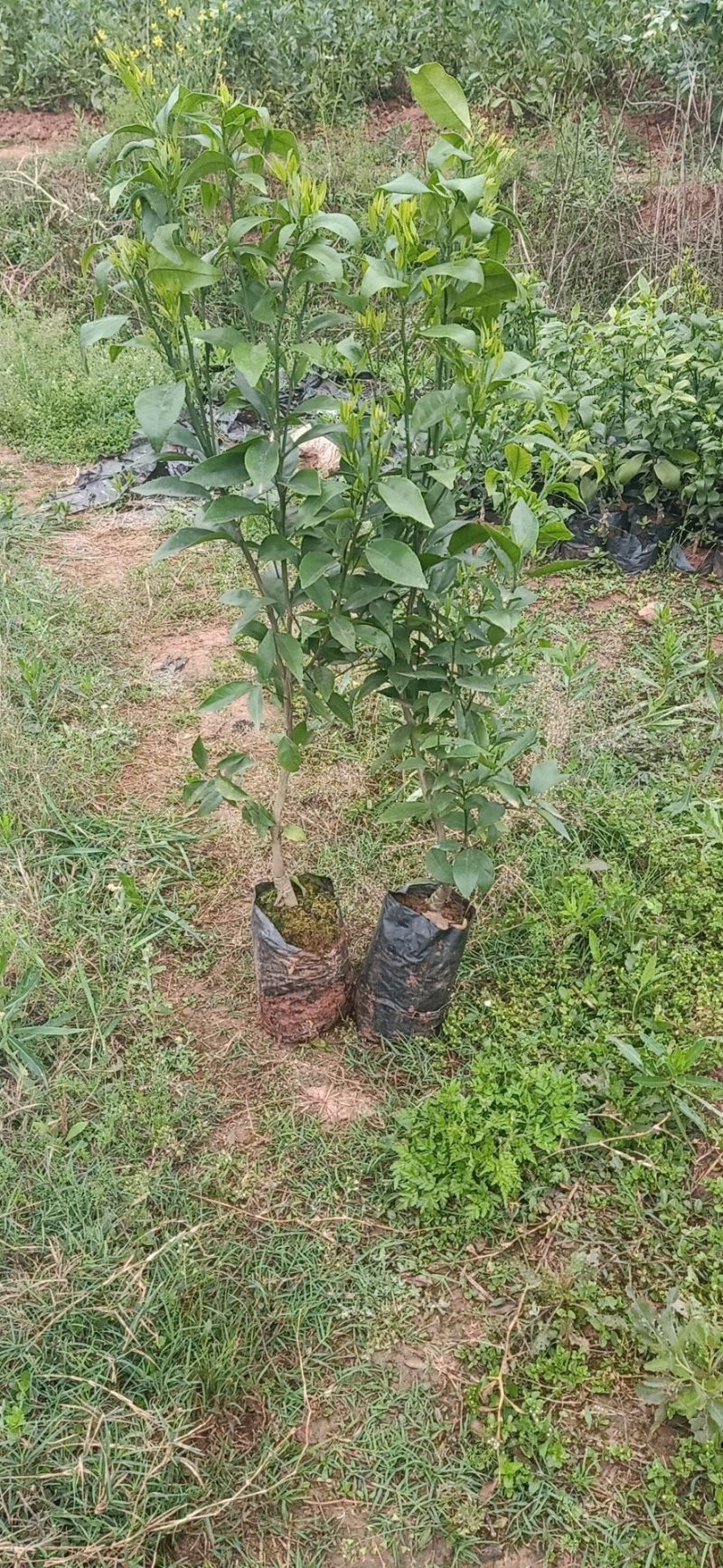 【热卖中】沃柑苗保湿发货现挖现发保证质量尽快发货诚信商家