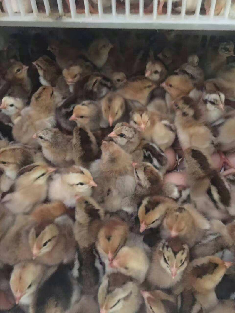 快大K9鸡苗/高产苗成活率高/包打前期疫苗