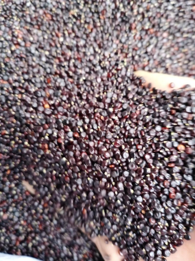 水红花籽，常年批发供应水红花籽，中药材量大从优