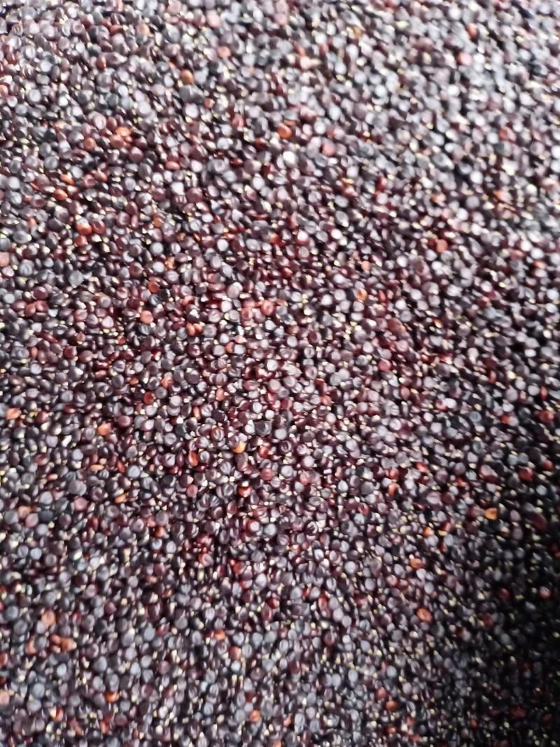 水红花籽，常年批发供应水红花籽，中药材量大从优