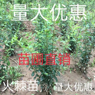 【火棘苗】庭院花卉植物围墙绿篱篱笆苗防盗围栏盆栽绿化树